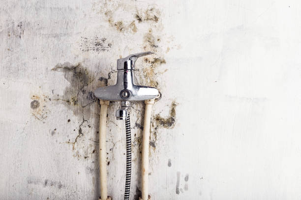 Best Mold Damage Repair  in Forest Oaks, NC