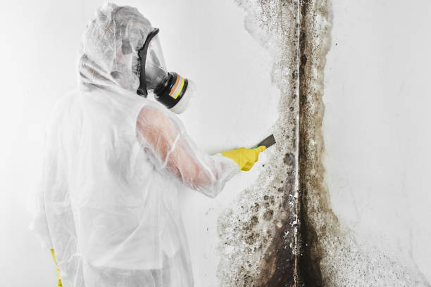 Best Mold Removal Company Near Me  in Forest Oaks, NC