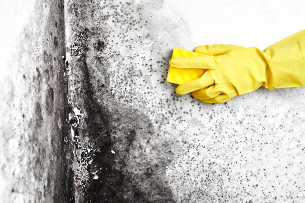  Forest Oaks, NC Mold Removal Pros