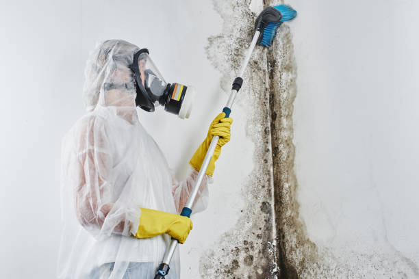 Best Black Mold Removal  in Forest Oaks, NC