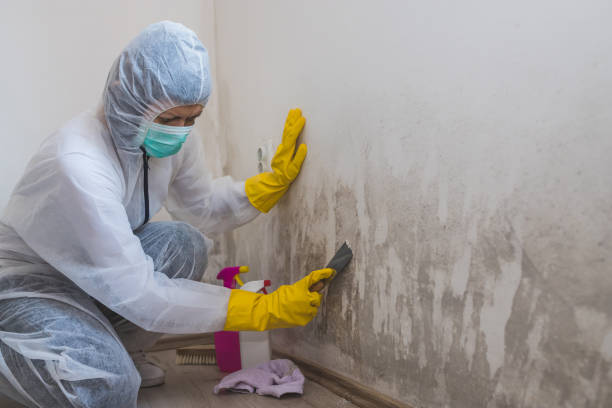 Best Attic Mold Removal  in Forest Oaks, NC