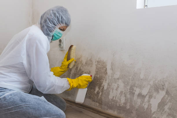 Best Mold Removal Process  in Forest Oaks, NC
