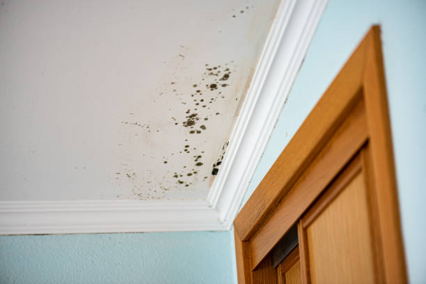 Best Professional Mold Removal  in Forest Oaks, NC
