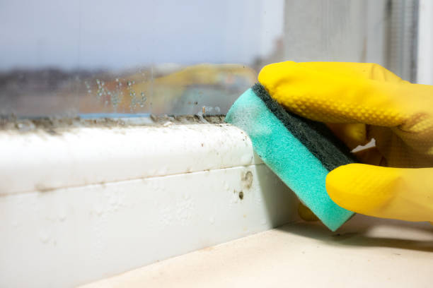 Best Toxic Mold Removal  in Forest Oaks, NC