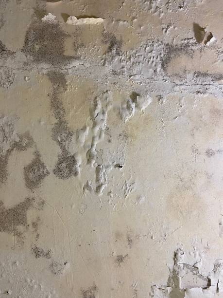 Best Certified Mold Removal  in Forest Oaks, NC