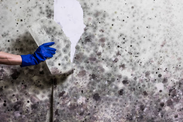 Best Local Mold Removal Service  in Forest Oaks, NC