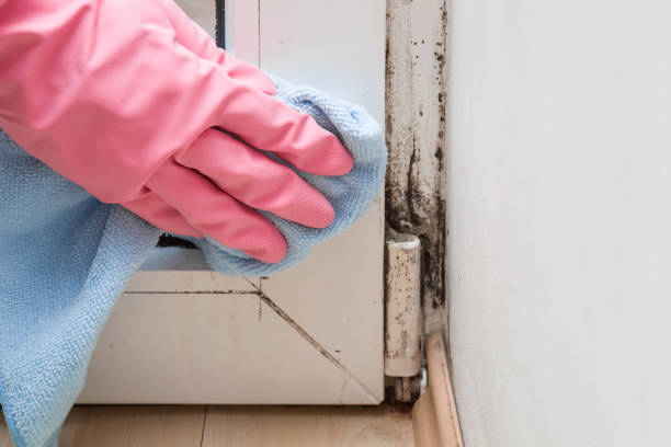 Best Best Mold Removal Companies  in Forest Oaks, NC
