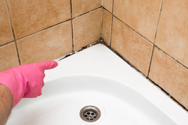 Best Emergency Mold Removal  in Forest Oaks, NC